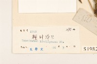 林氏澤蘭藏品圖，第3張