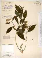 華八仙藏品圖，第1張