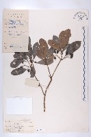 俄氏虎皮楠、蘭嶼虎皮楠、虎皮楠藏品圖，第1張