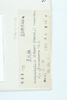 俄氏虎皮楠、蘭嶼虎皮楠、虎皮楠藏品圖，第3張