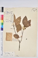 白臼藏品圖，第1張