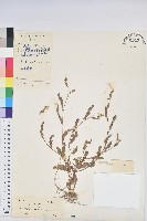 葉下珠、珠仔草藏品圖，第1張