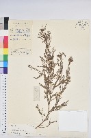 葉下珠、珠仔草藏品圖，第1張