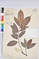 粗毛野桐藏品圖，第1張