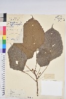 鼎湖血桐藏品圖，第1張