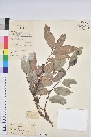 錫蘭饅頭果，香港饅頭果，大葉饅頭果，香港算盤子藏品圖，第1張