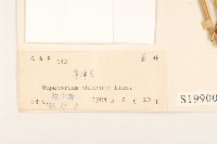 華澤蘭藏品圖，第3張