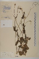 紫背草藏品圖，第1張