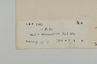 紫背草藏品圖，第3張