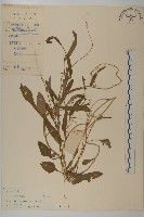 小葉一點紅藏品圖，第1張