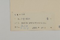 小葉一點紅藏品圖，第3張