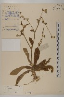 燈豎朽藏品圖，第1張