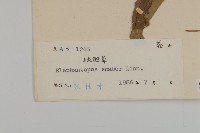 燈豎朽藏品圖，第3張