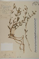 鱧腸藏品圖，第1張