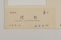 鱧腸藏品圖，第3張