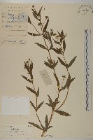 鱧腸藏品圖，第1張