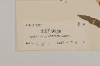 鱧腸藏品圖，第3張