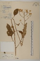 東風菜藏品圖，第1張