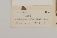 東風菜藏品圖，第3張