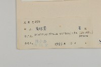 魚眼菊藏品圖，第3張