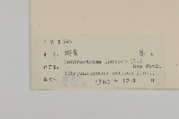 油菊、野菊藏品圖，第3張