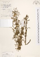 美洲假蓬藏品圖，第1張