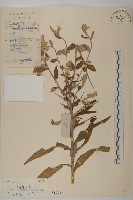 華薊藏品圖，第1張