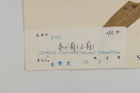 華薊藏品圖，第3張