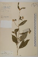 煙管草藏品圖，第1張