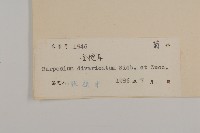 煙管草藏品圖，第3張