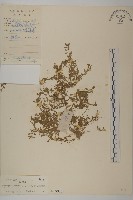 石胡荽、吐金草藏品圖，第1張