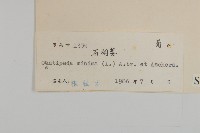 石胡荽、吐金草藏品圖，第3張