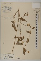 大頭艾納香藏品圖，第1張