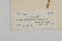 大頭艾納香藏品圖，第3張