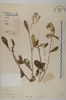 裂葉艾納香藏品圖，第1張