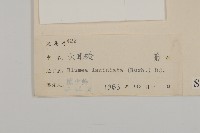 裂葉艾納香藏品圖，第3張