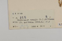 異芒菊藏品圖，第3張