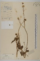 白花鬼針藏品圖，第1張