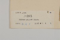 白花鬼針藏品圖，第3張