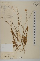 琴葉紫菀藏品圖，第1張