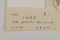琴葉紫菀藏品圖，第3張