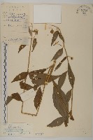 寬傘三褶葉紫菀藏品圖，第1張