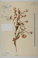 山白蘭藏品圖，第1張