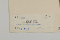 山白蘭藏品圖，第3張