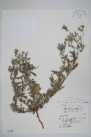 伏毛天芹菜藏品圖，第1張