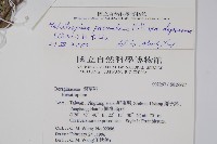 伏毛天芹菜藏品圖，第2張