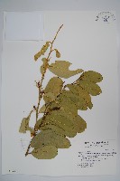 小刺山柑藏品圖，第1張