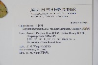 小刺山柑藏品圖，第2張