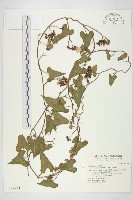 菜欒藤藏品圖，第1張