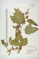 蒼耳藏品圖，第1張